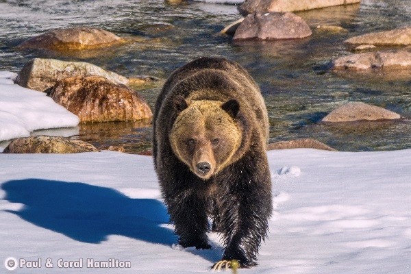 Banff Wildlife During May